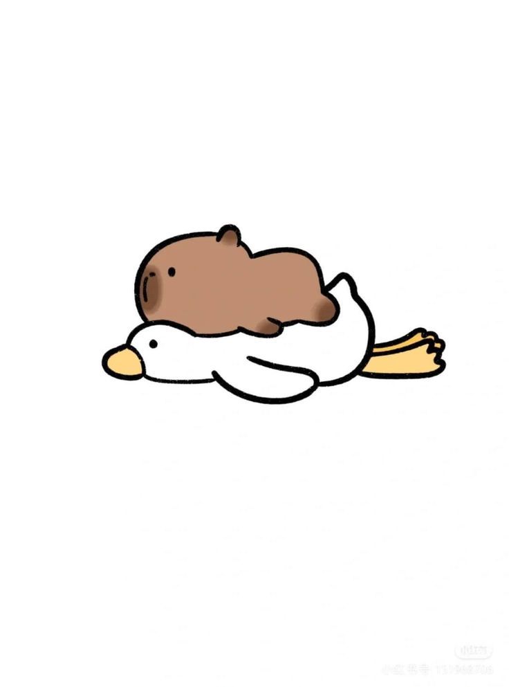 Hình ảnh capybara cute - capybara và vịt