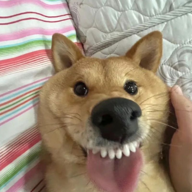 Ảnh meme chó cười cute