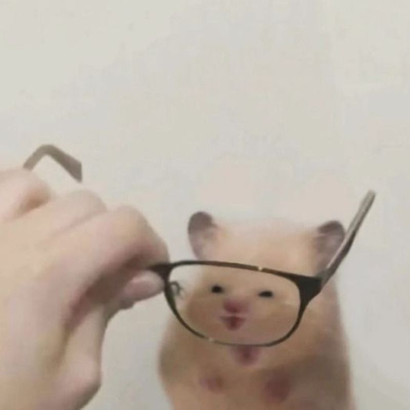 Ảnh meme chuột hamster cười
