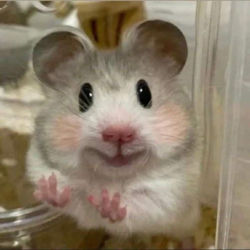 Hình meme chuột má hồng cười cute