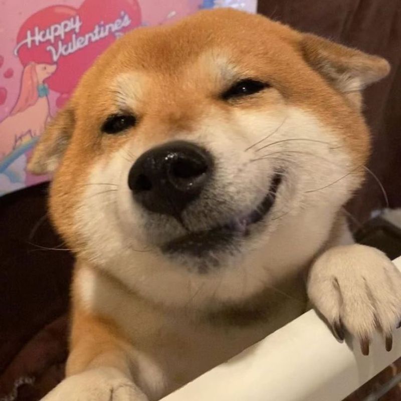 Ảnh meme cười đểu