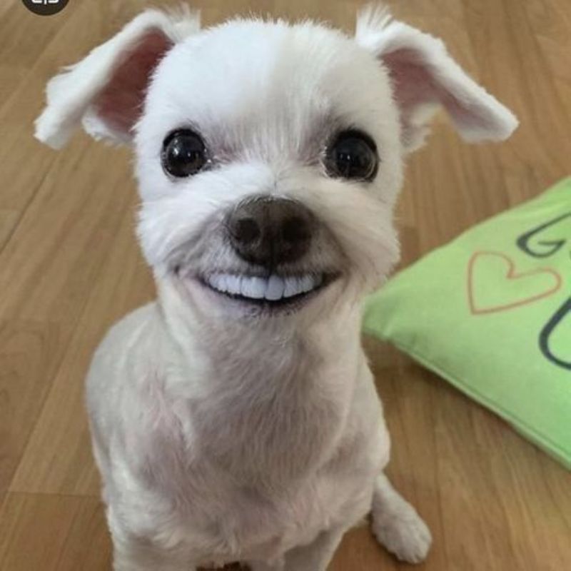Meme cười hài hước