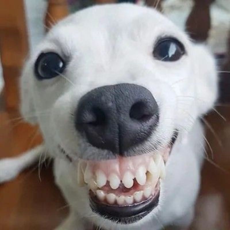 Ảnh meme cười nhe răng