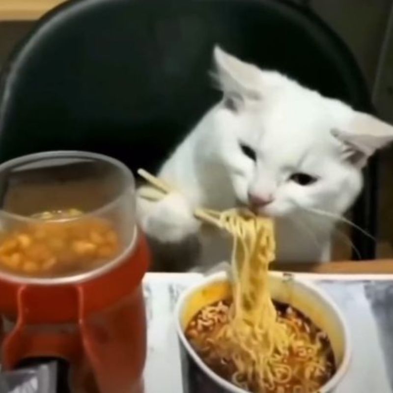 Ảnh meme hài - mèo ăn mì