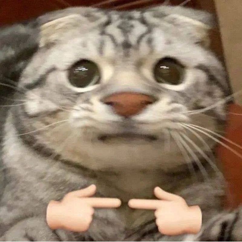 Ảnh meme hài - năn nỉ
