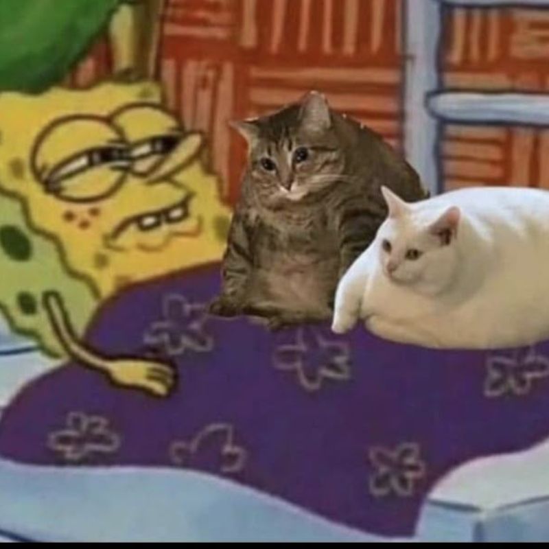 Ảnh meme hài - nuôi mèo