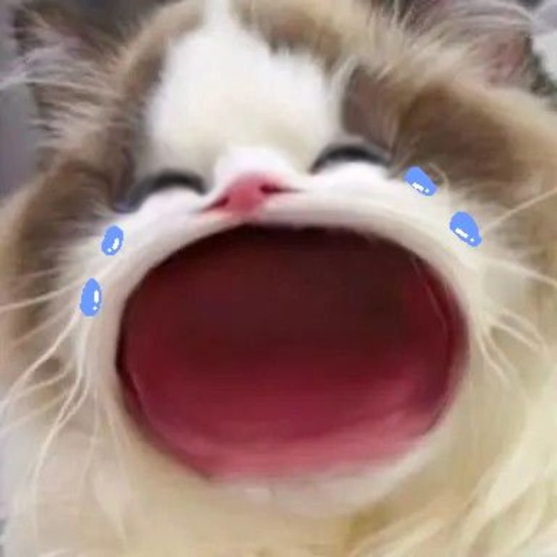 Hình meme khóc thét cưng hết nấc 