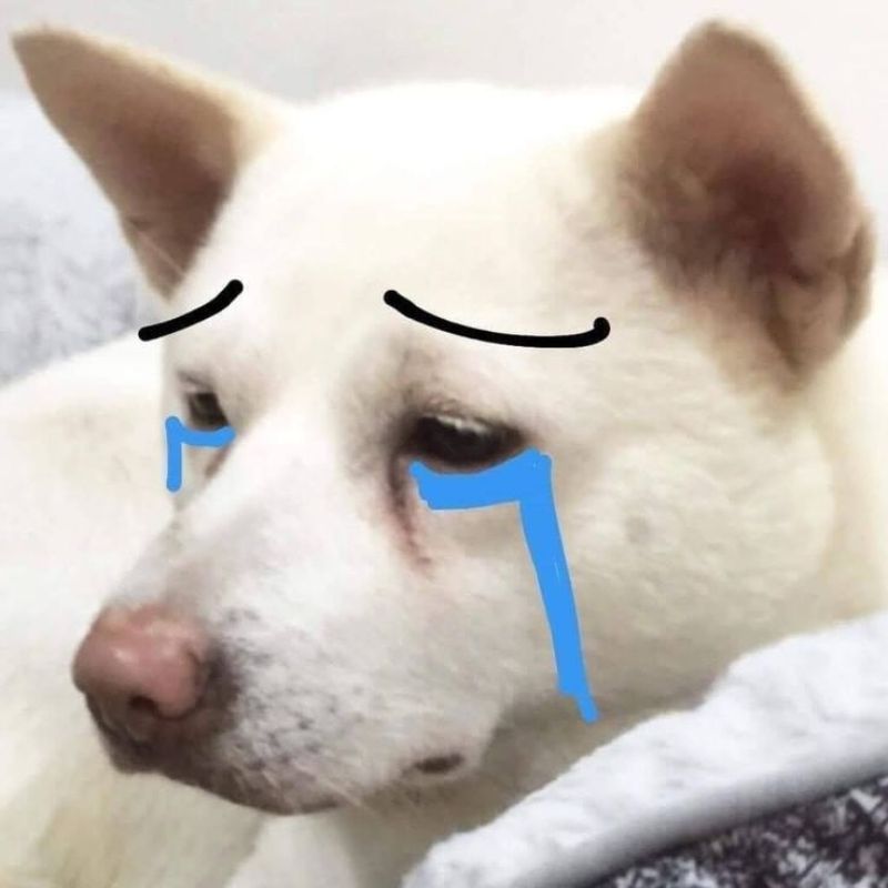 Meme con chó khóc dễ thương