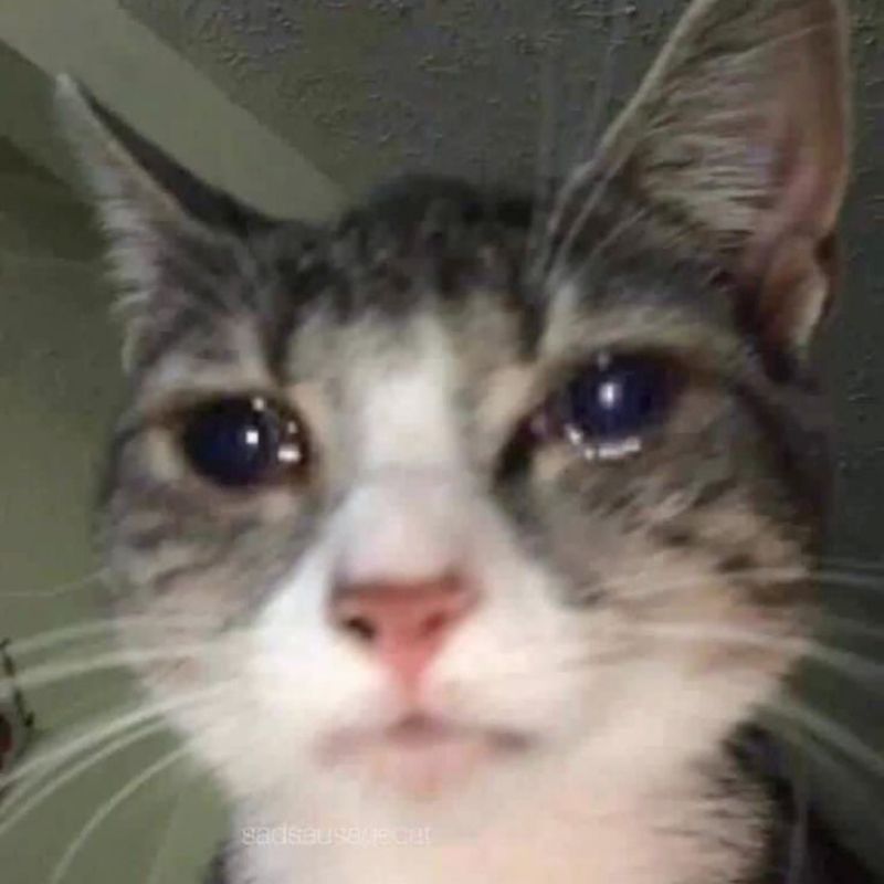 Ảnh meme con mèo khóc cute