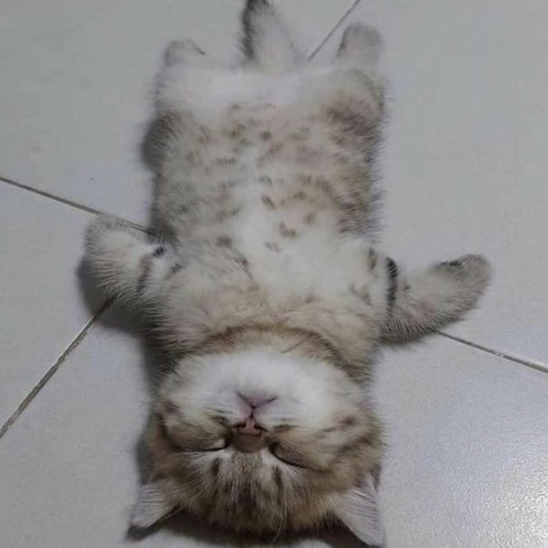 Ảnh meme mèo đẹp