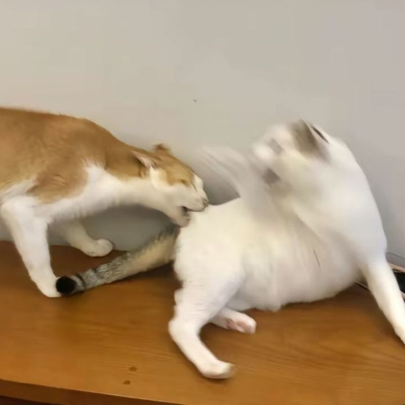 Ảnh meme mèo dễ thương