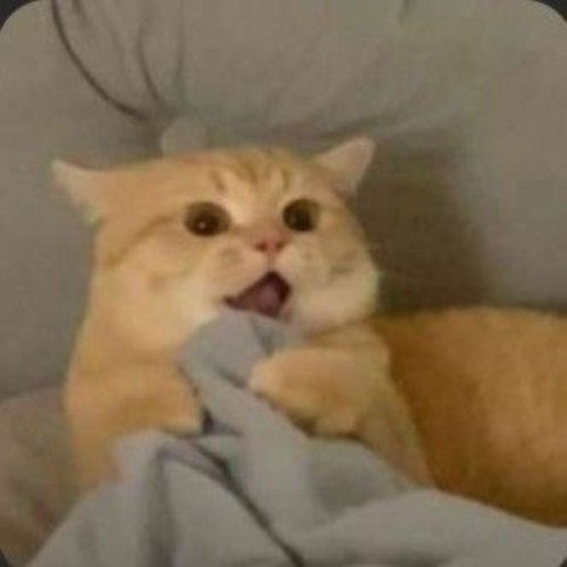 Hình con mèo meme