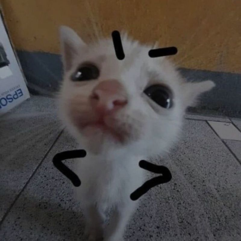 Ảnh mèo meme dễ thương