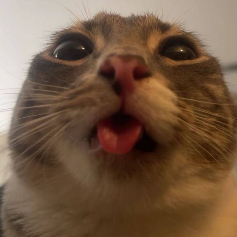 Ảnh mèo cute meme
