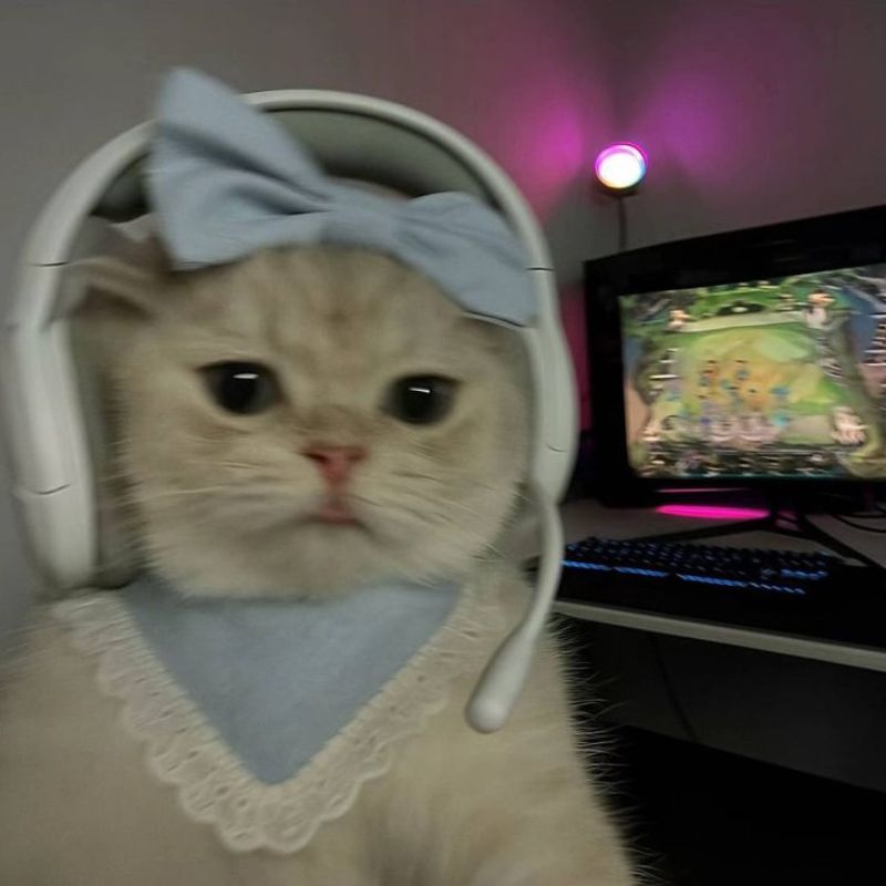 Hình meme mèo dễ thương