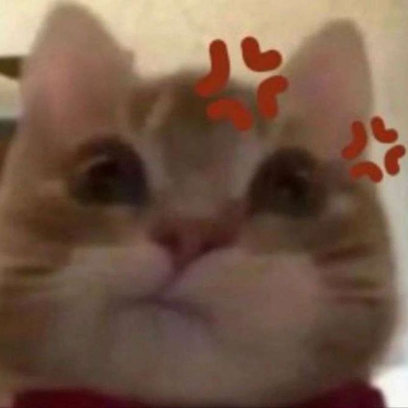 Ảnh con mèo meme hoang mang