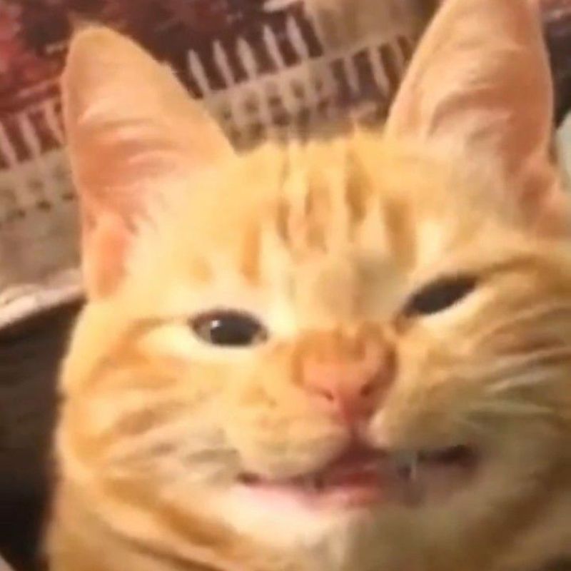 Ảnh mèo meme dễ thương