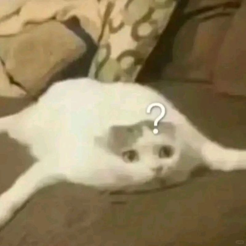 Ảnh meme mèo dễ thương