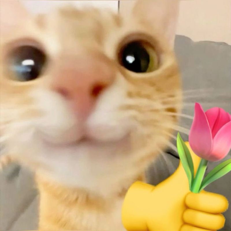 Ảnh meme mèo đẹp
