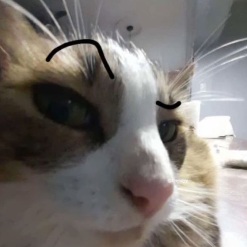 Ảnh mèo cute meme