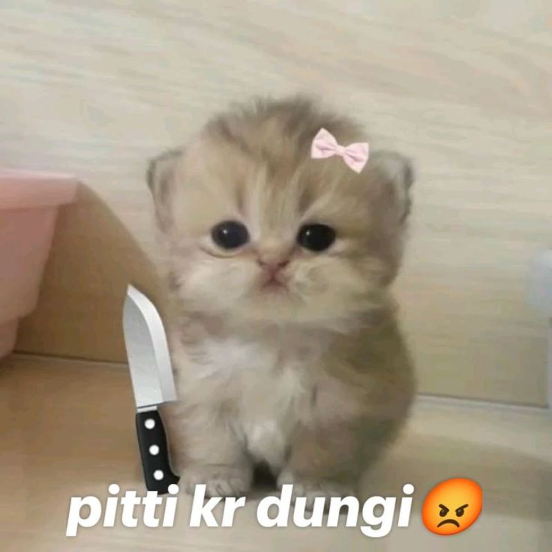 Ảnh mèo meme đẹp