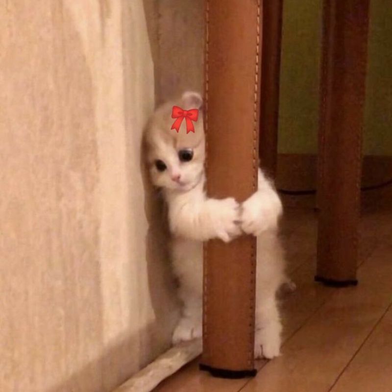 Ảnh meme mèo đẹp