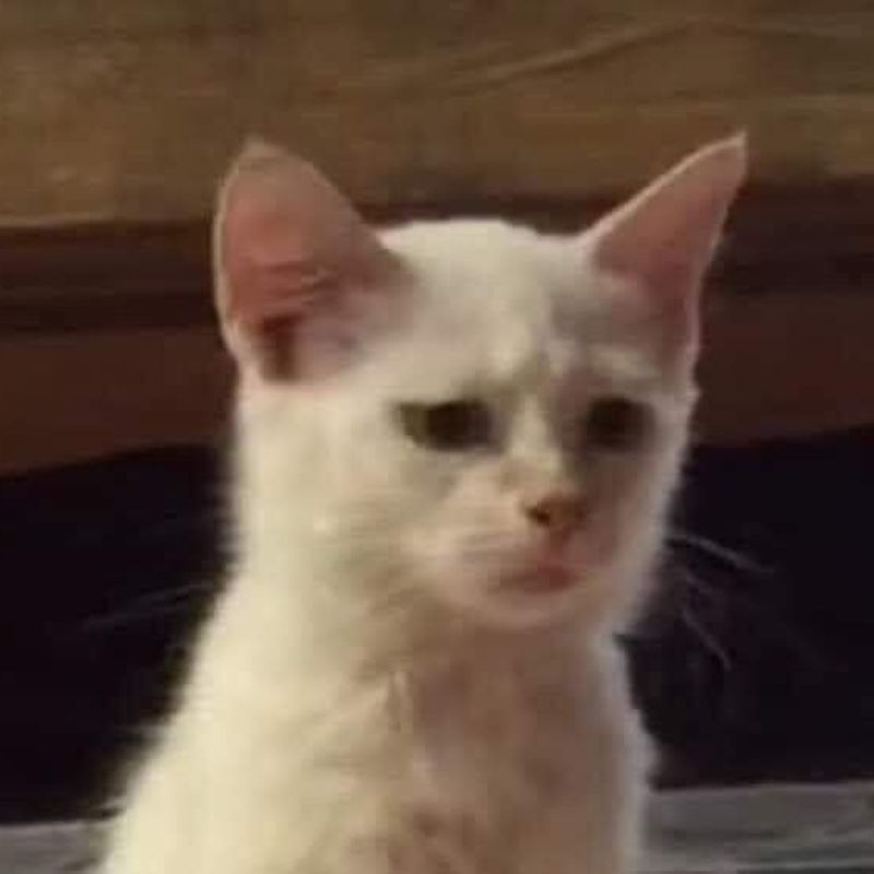 Ảnh mèo meme thái độ