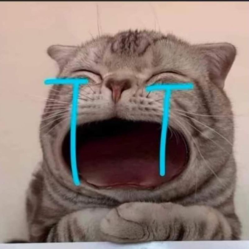 Ảnh meme mèo khóc