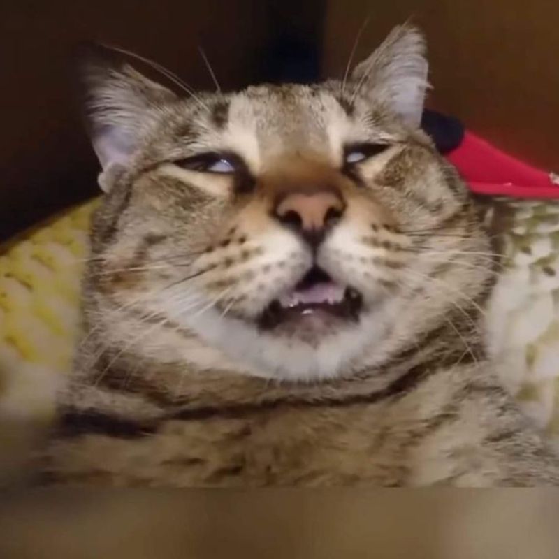 Ảnh meme mèo cute