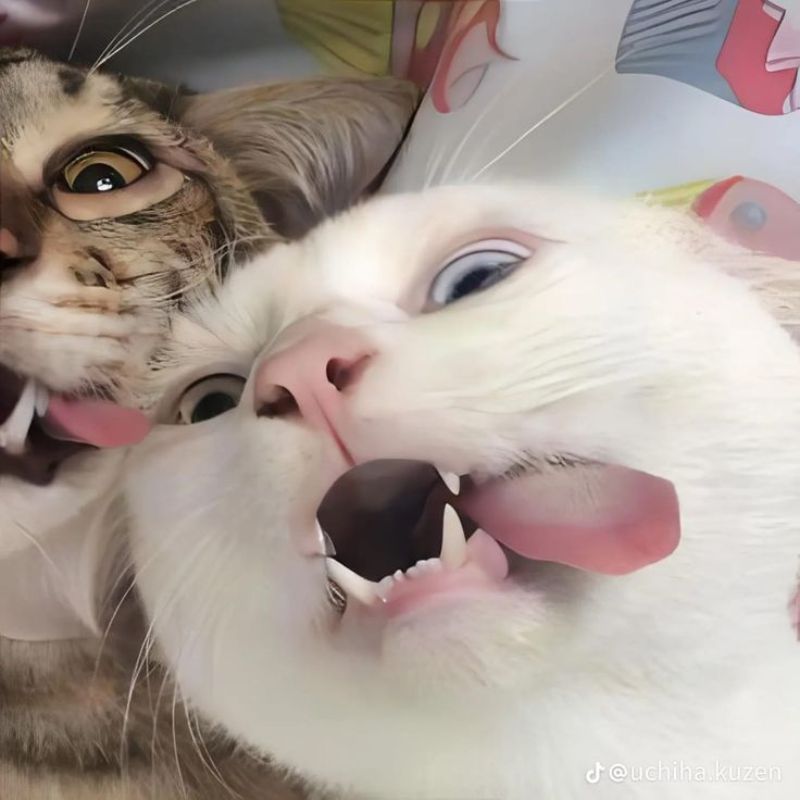 Ảnh mèo meme cho hội bạn thân