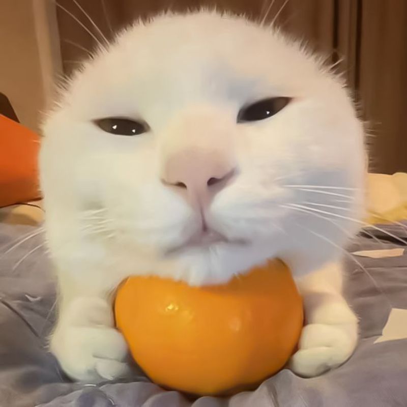 Ảnh meme mèo đẹp siêu cưng
