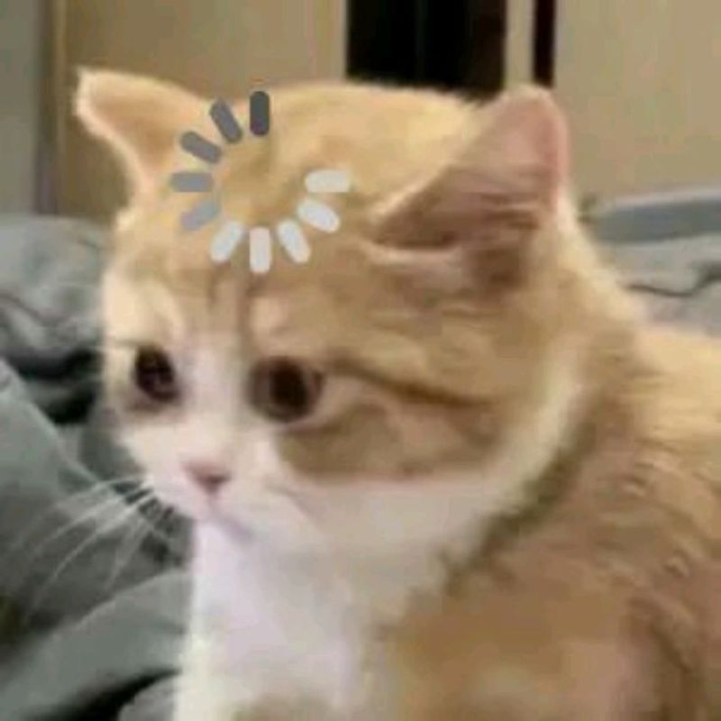 Ảnh mèo dễ thương meme