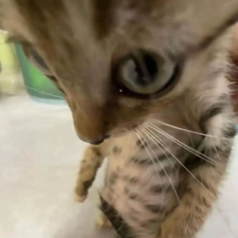 Meme mèo bựa cute