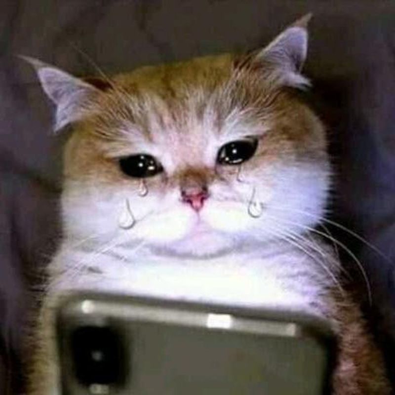 Ảnh meme mèo khóc cute