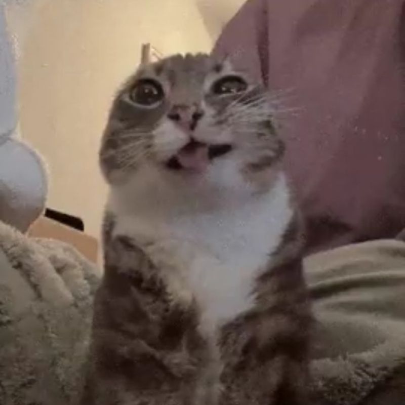 Meme mèo cười đểu