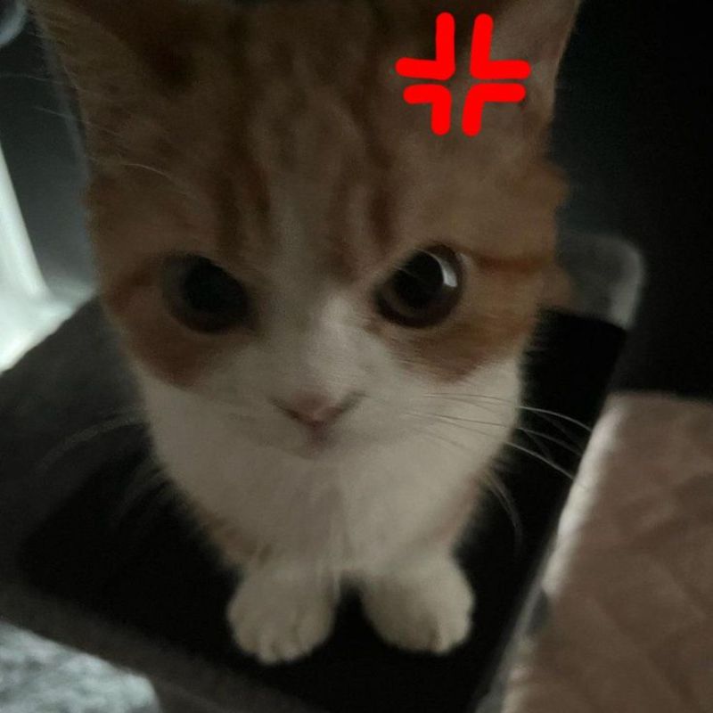Hình con mèo meme giận dỗi