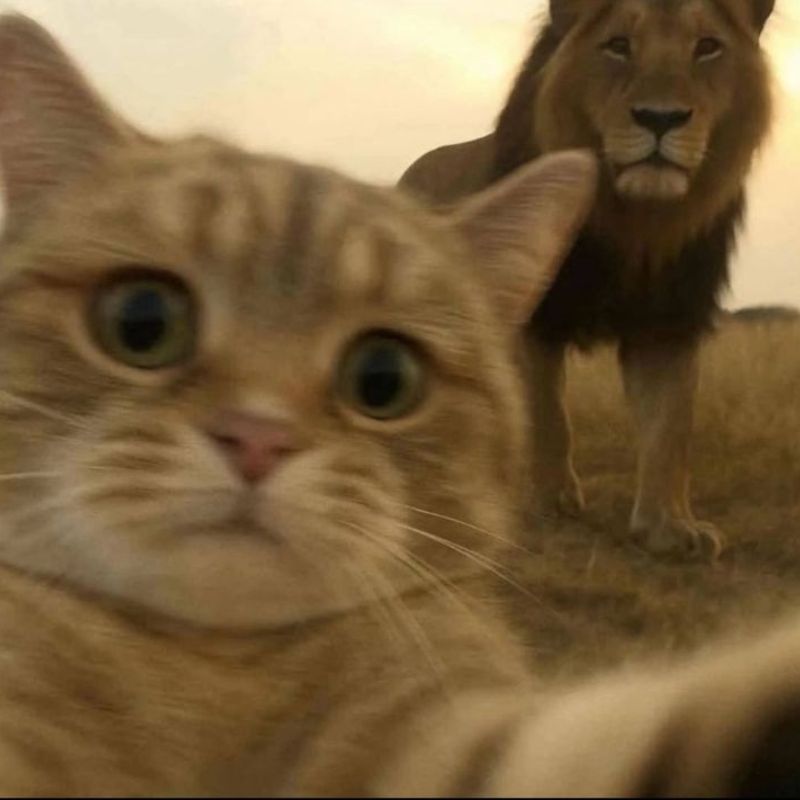 Ảnh mèo meme selfie