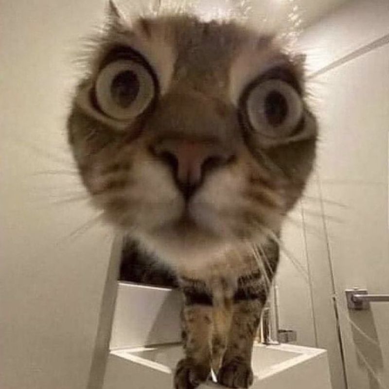 Avatar mèo cute meme