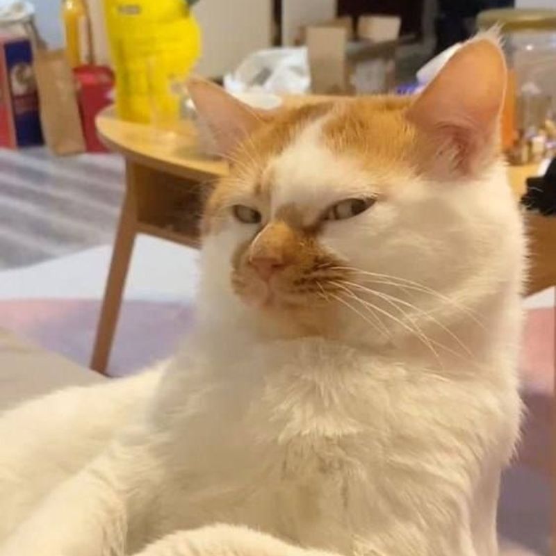 Ảnh mèo meme của sự khinh nhẹ