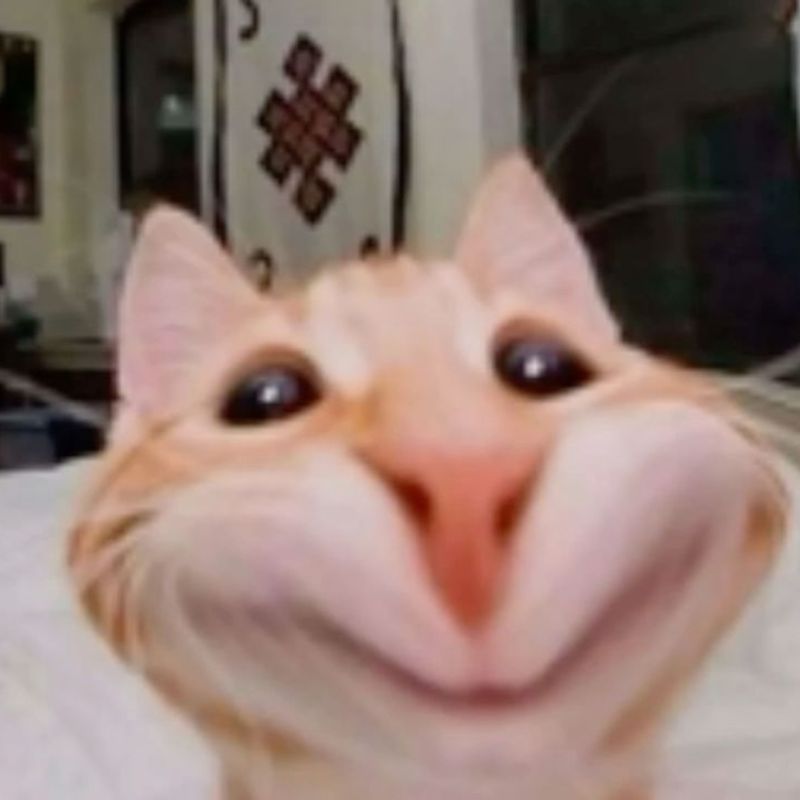 Mèo meme bật chế độ "auto cute"
