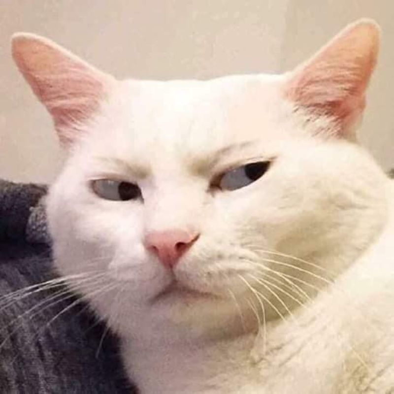 Ảnh con mèo meme chuẩn thần thái