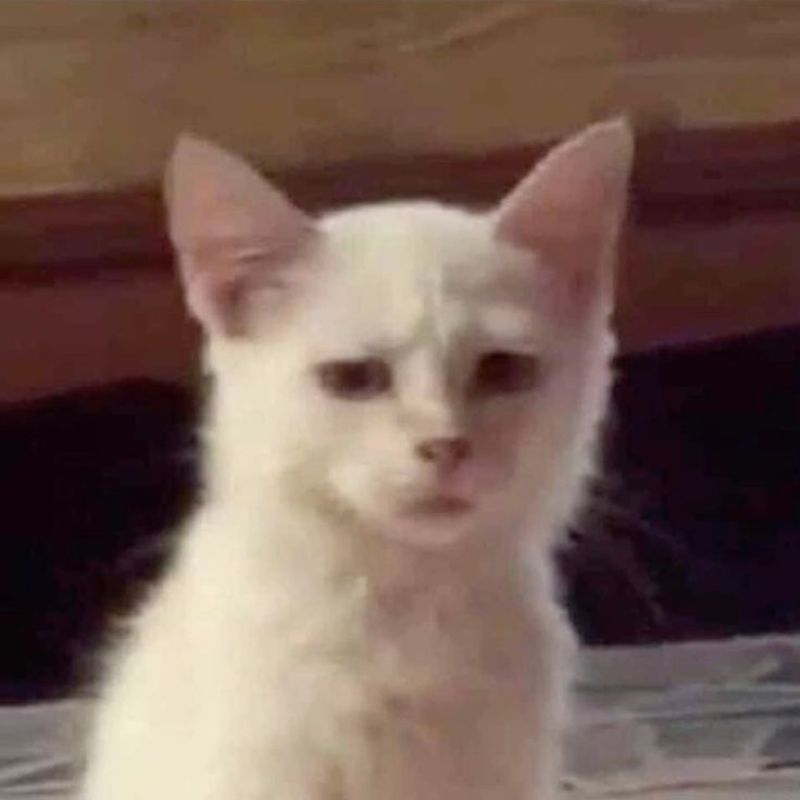 Ảnh meme mèo bất ngờ đến mức bất lực