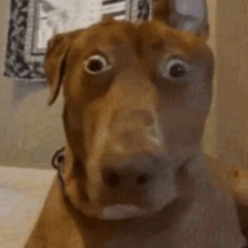 Meme chó bất ngờ trợn mắt