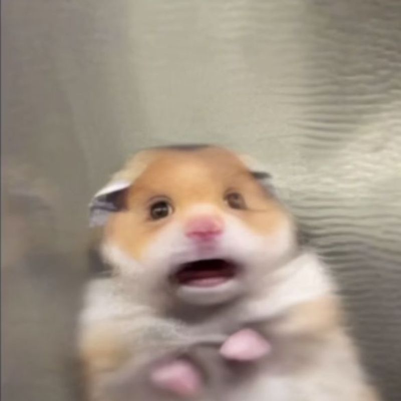 Meme bất ngờ chuột giật mình