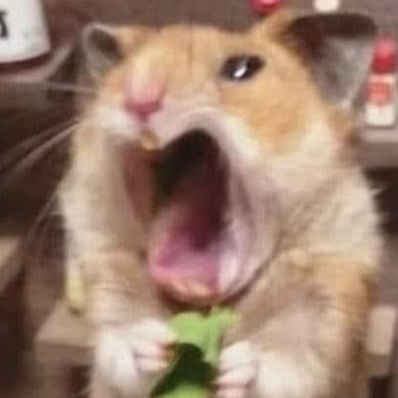 Meme chuột hamster bất ngờ