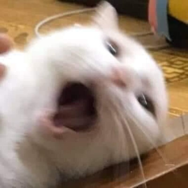 Meme con mèo bất ngờ la làng
