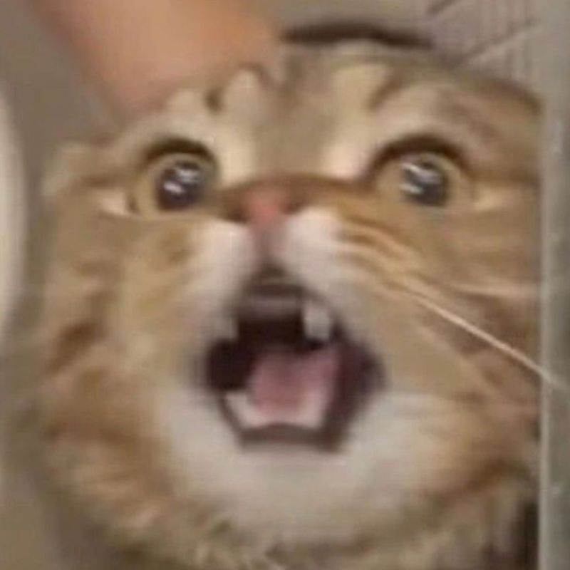 Meme bất ngờ mèo hết hồn