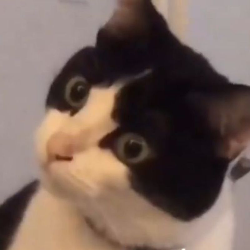 Ảnh meme mèo bất ngờ ngơ ngác