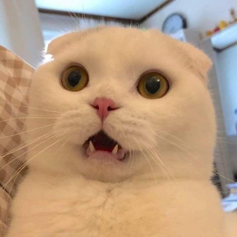 Meme bất ngờ ngạc nhiên