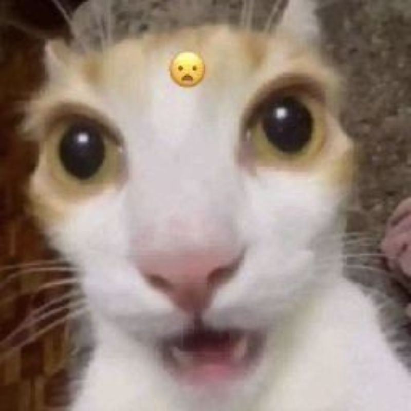 Hình meme bất ngờ ngộ nghĩnh